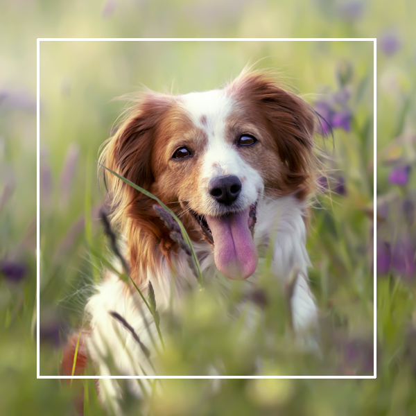TDH_olddog